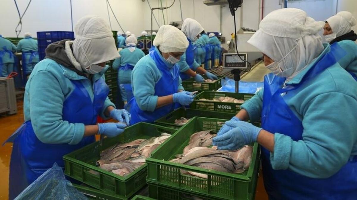 Türkiye'nin su ürünleri ihracatı 2,2 milyar doları aştı