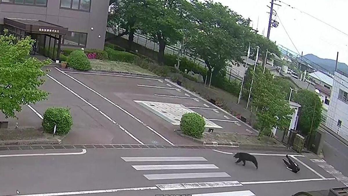 Japonya'da ayı saldırısı: 4 yaralı