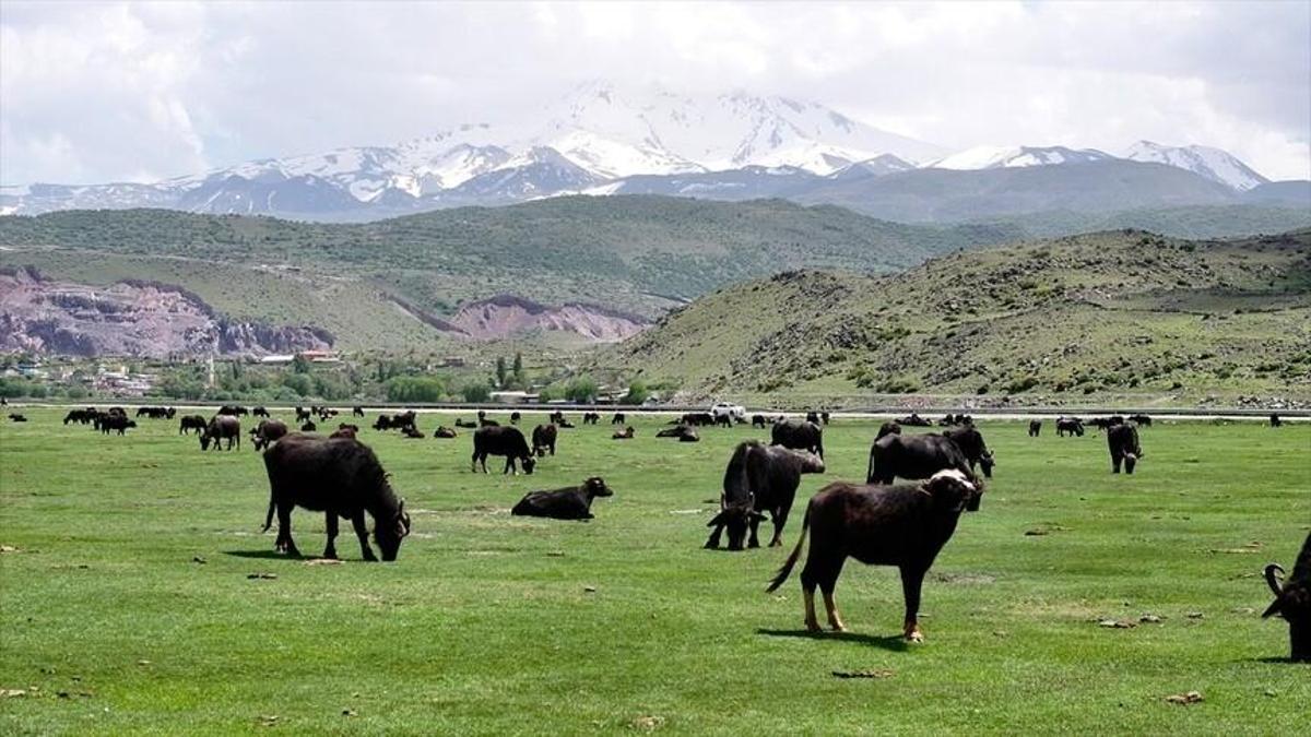 Kayseri'de manda sayısı 8 bin 800'e yükseldi! Türkiye'de ilk 4'te yer alıyor