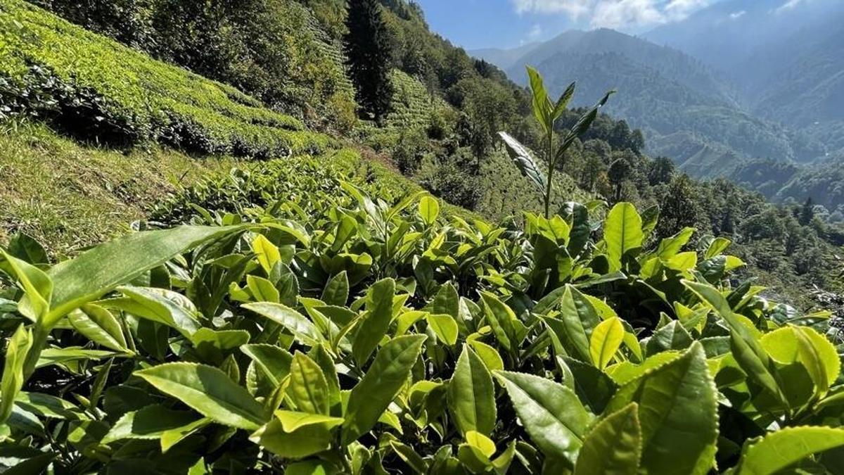 ÇAYKUR'dan yaş çay açıklaması: 150 bin ton alım ge