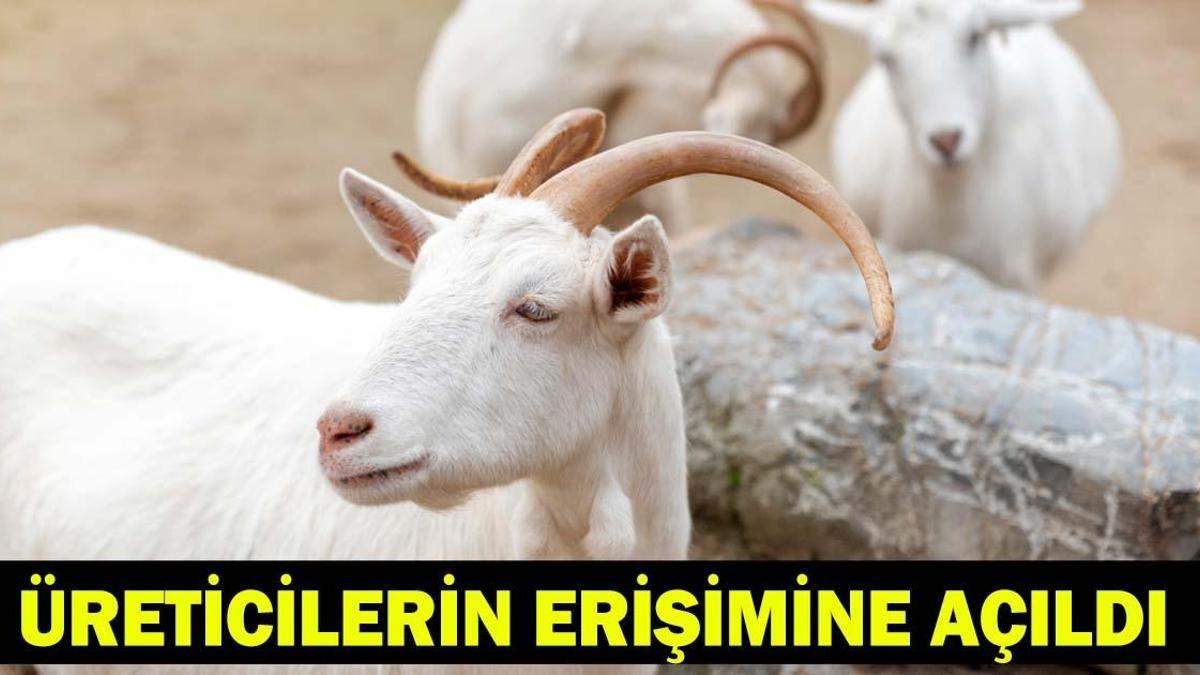 Kırsalda Bereket Küçükbaşa Destek Projesi Sonuçlar