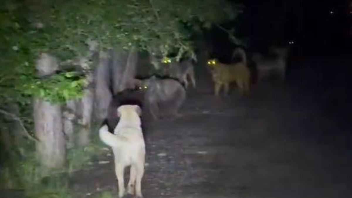 Kızılcahamam’da başıboş köpeklerin, ayılarla karşı karşıya geldiği anlar kamerada