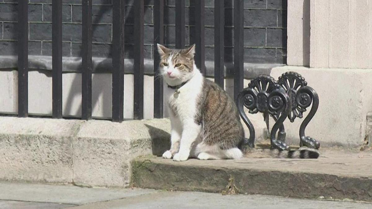 Kedi Larry 7'nci başbakanını görecek