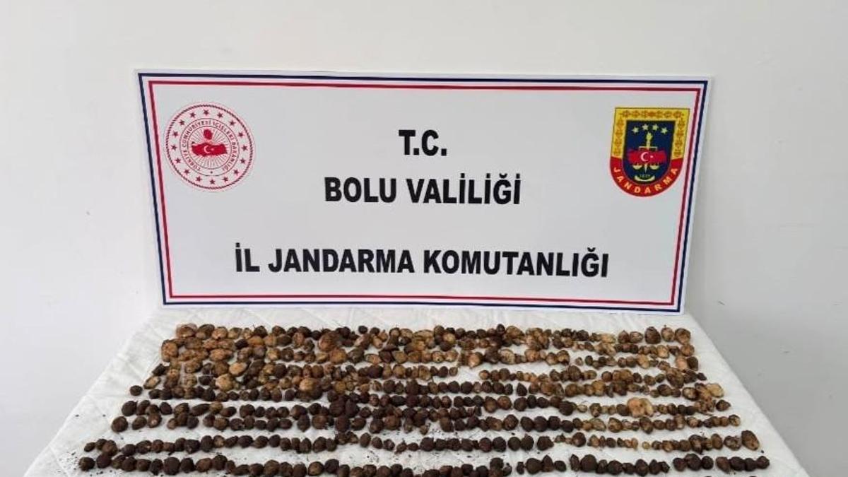 Bolu'da yabani salep toplayan 3 kişiye toplam 2 milyon lira ceza