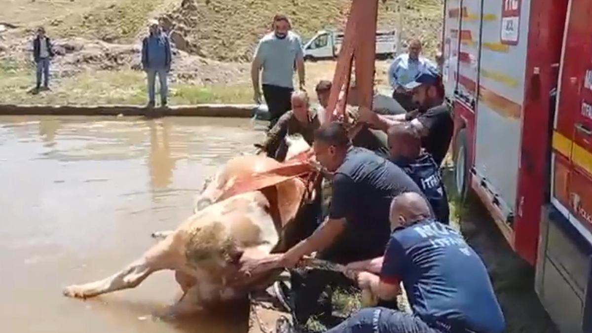 Düştüğü havuzda çamura saplanan inek kurtarıldı
