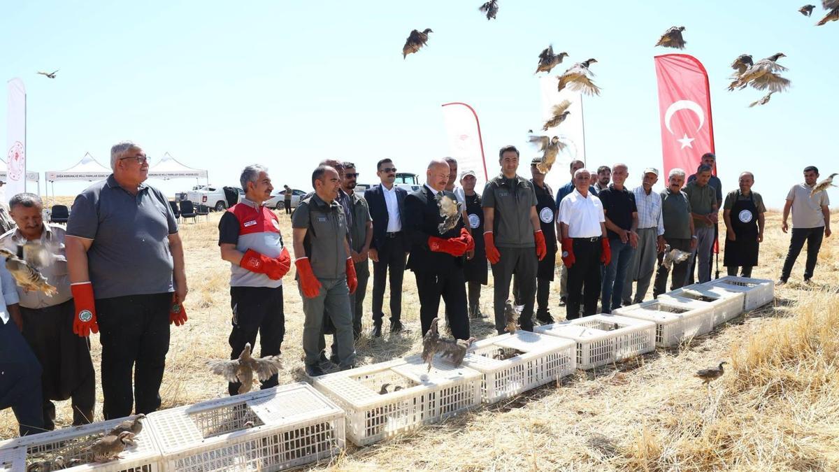 Adıyaman’da 1000 keklik doğaya salındı
