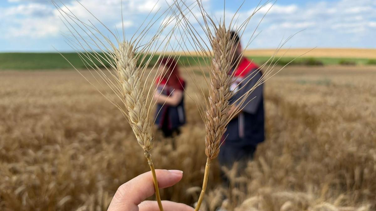 Edirne’de yerli ve milli buğday ile arpa çeşitleri sahada incelendi