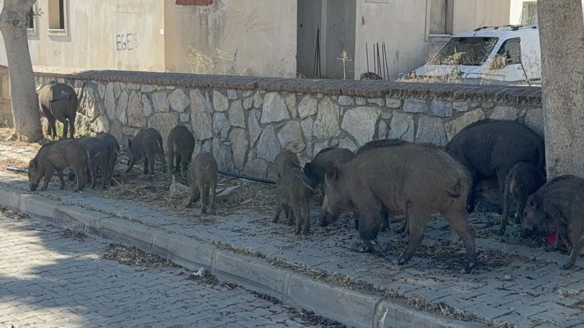 Bodrum merkezde domuz sürüsü görüldü