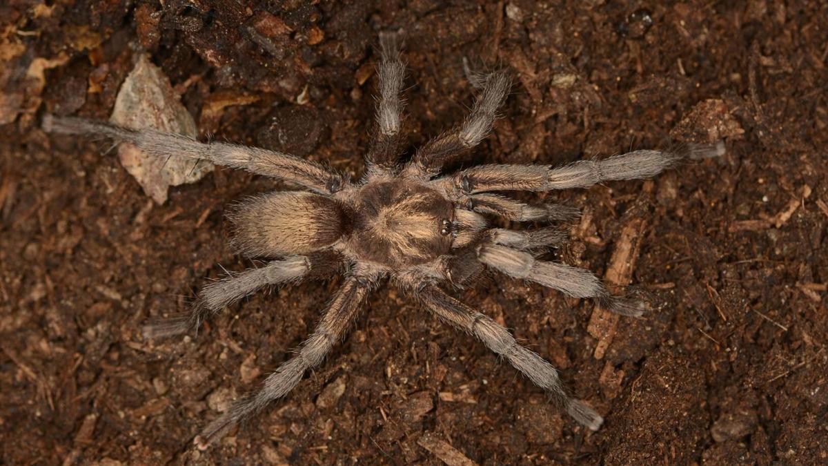 Türkiye'nin yeni tarantula türü tescillendi