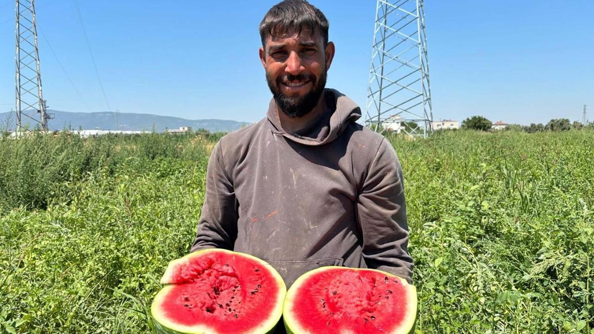 Torbalı'da karpuz hasadı başladı