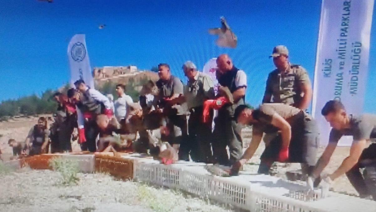 Kilis’te kınalı keklikler doğaya salındı
