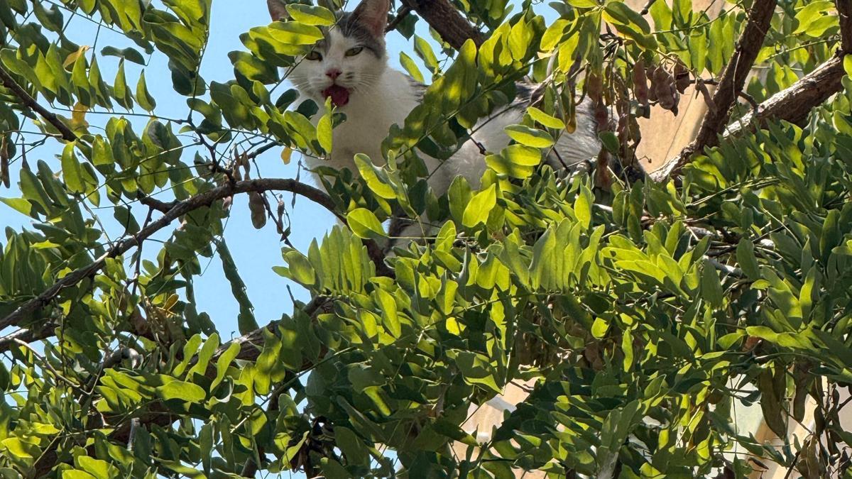 Ağaçta mahsur kalan kedi kurtarıldı haber görseli