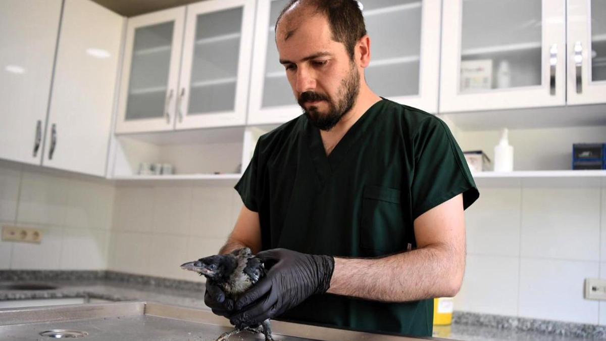 Konyaaltı Belediyesi yavru kargaya şifa oldu