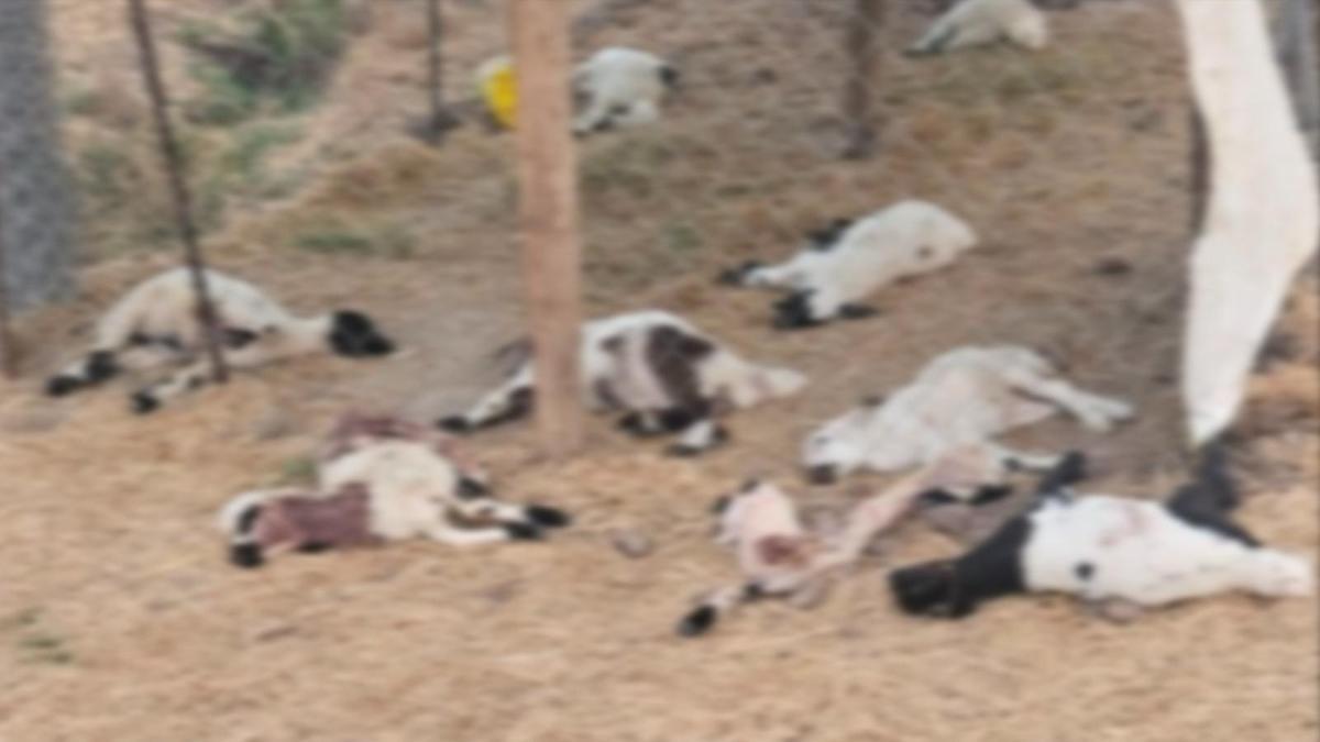 Diyarbakır'da köpeklerin saldırdığı 15 kuzu öldü haber görseli