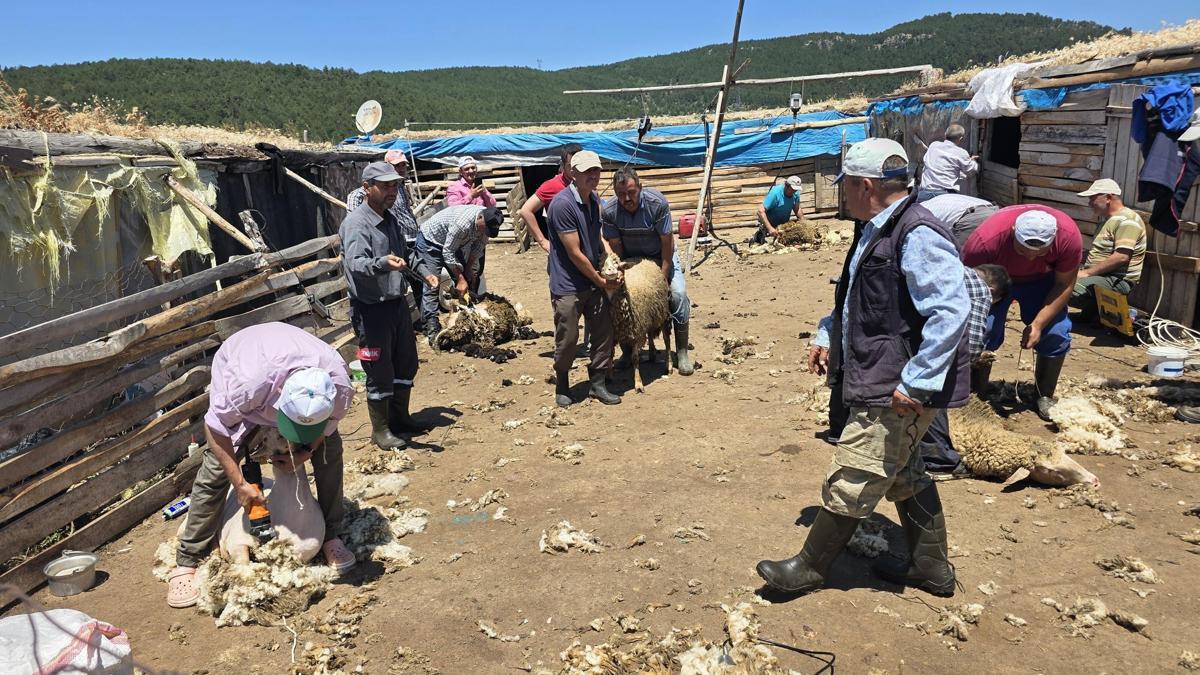 Manisa'da asırlık 'koyun kırkım imecesi' geleneği yaşatıldı haber görseli