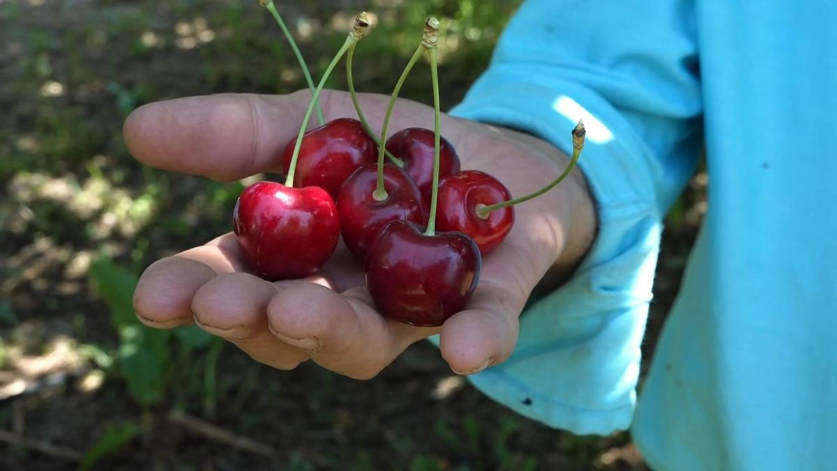 Sultandağı'nda kiraz hasadı başladı! Rekolte yüksek, üretici fiyatlardan dertli haber görseli