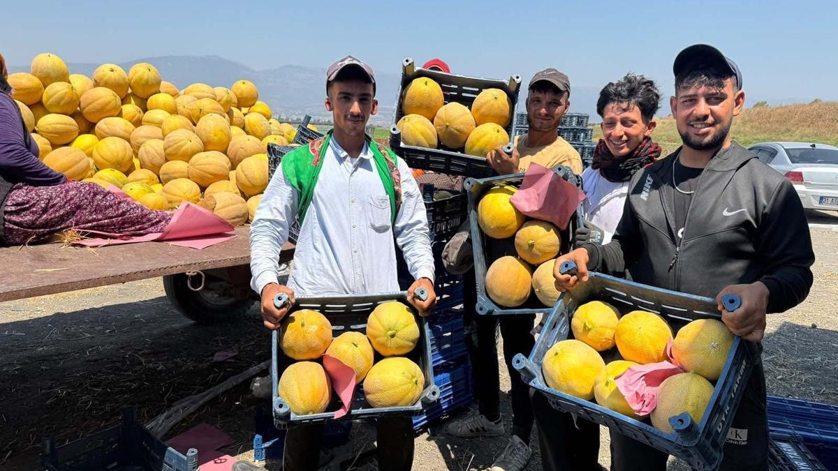 Hatay’da kavun hasadı başladı; tarlada kilosu 22 TL haber görseli