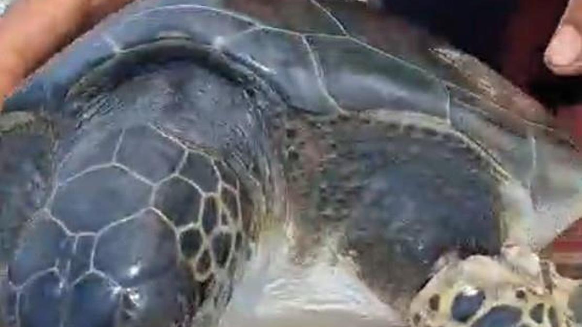 Çuvala dolanan caretta carettayı balıkçı kurtardı haber görseli