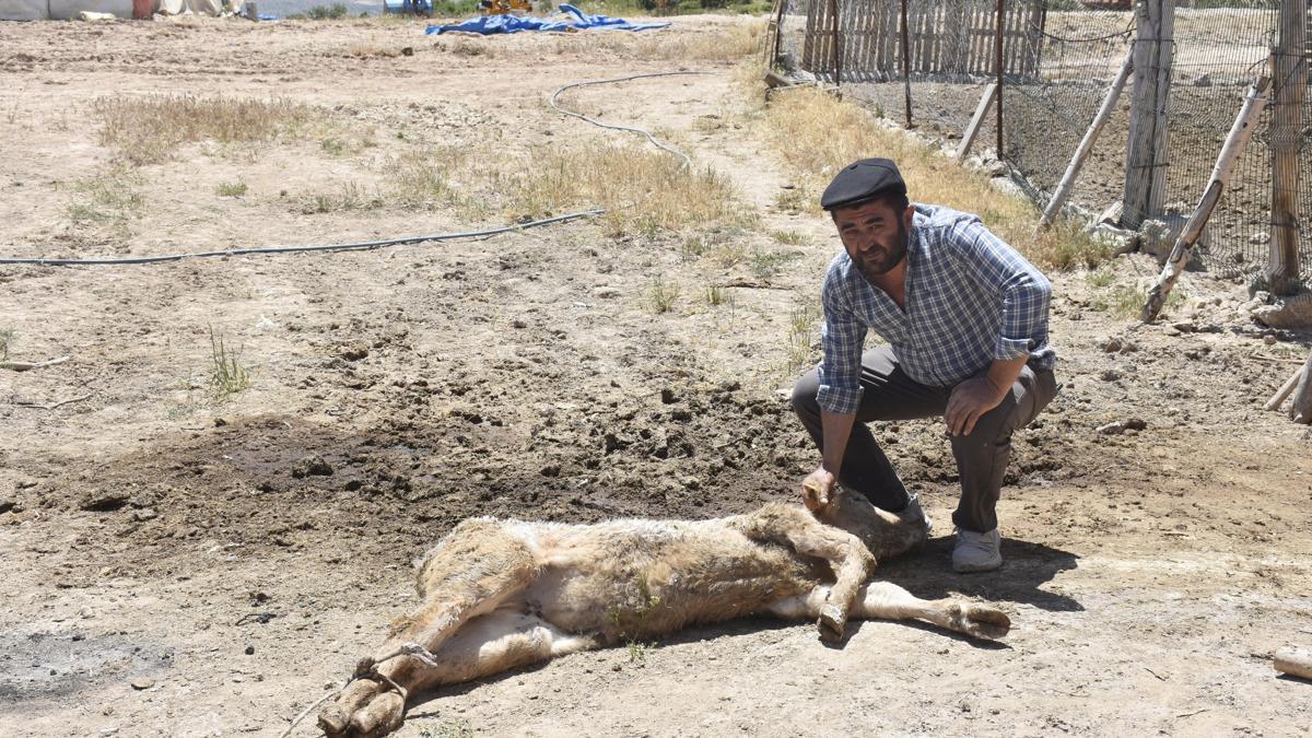 9 buzağısının mangal kömürü üretim tesisinden yayılan dumandan öldüğü iddiasıyla şikayetçi oldu