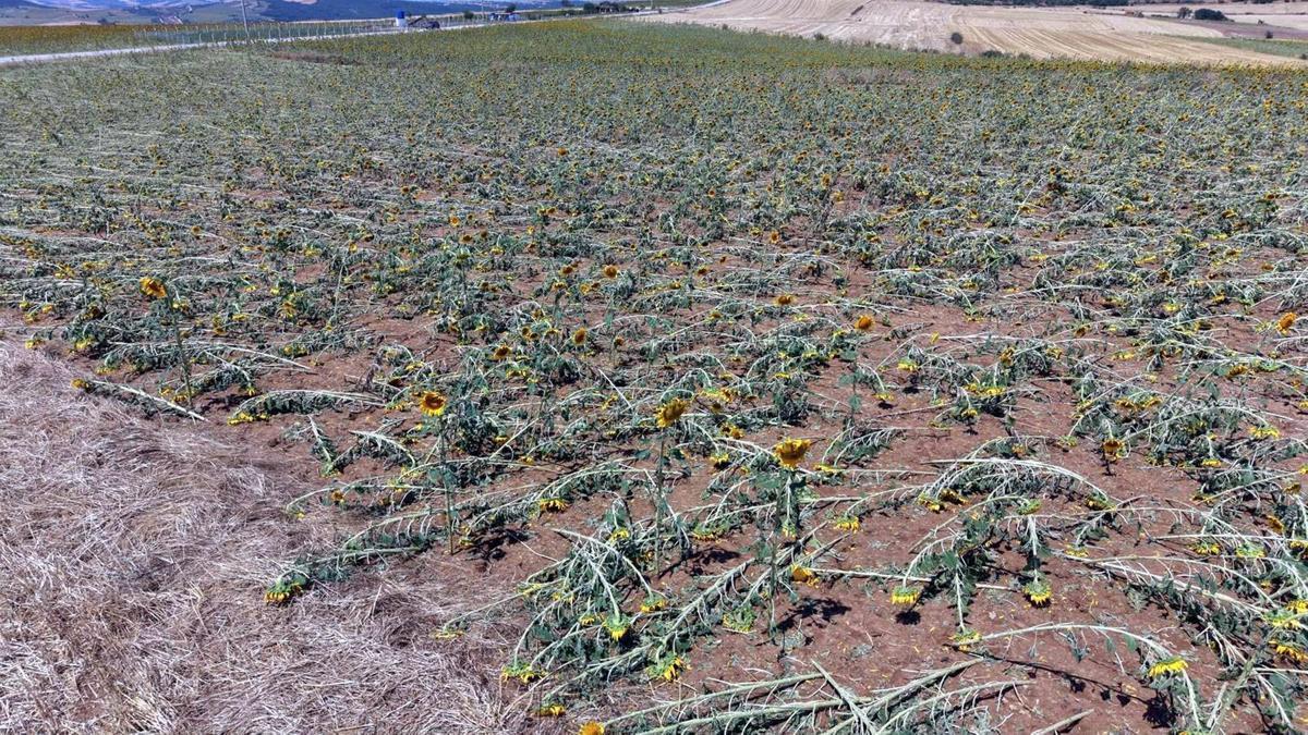 Tekirdağ'da dolu yağışı nedeniyle 35 bin dekar ekili alan zarar gördü, hasar tespiti başladı haber görseli
