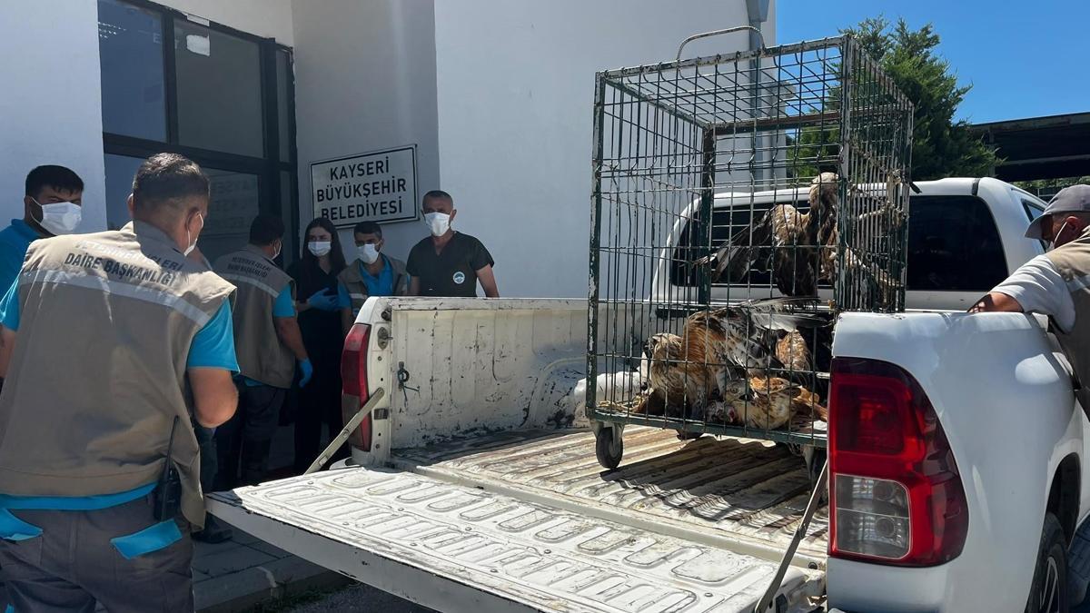 Kayseri’de tedavisi tamamlanan 35 kuş, doğal ortamına bırakıldı haber görseli