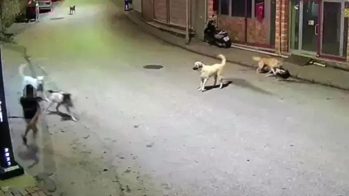 Ordu'da sahipsiz köpek paniği! Küçük çocuk dehşeti yaşadı