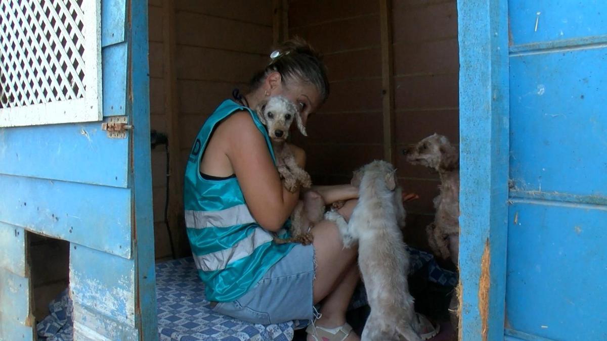 Geçici hevesle alınıp terk edilen cins köpekler, sahiplenilmeyi bekliyor haber görseli
