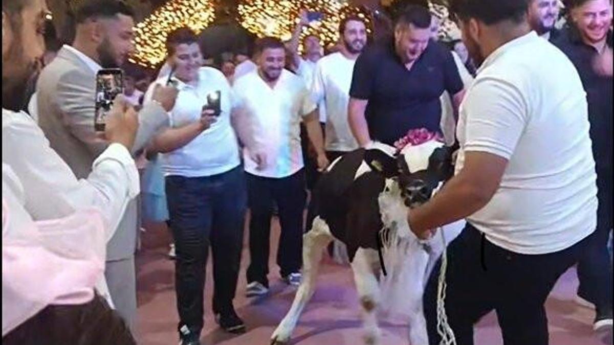 Takı töreninde damada dana hediye ettiler haber görseli