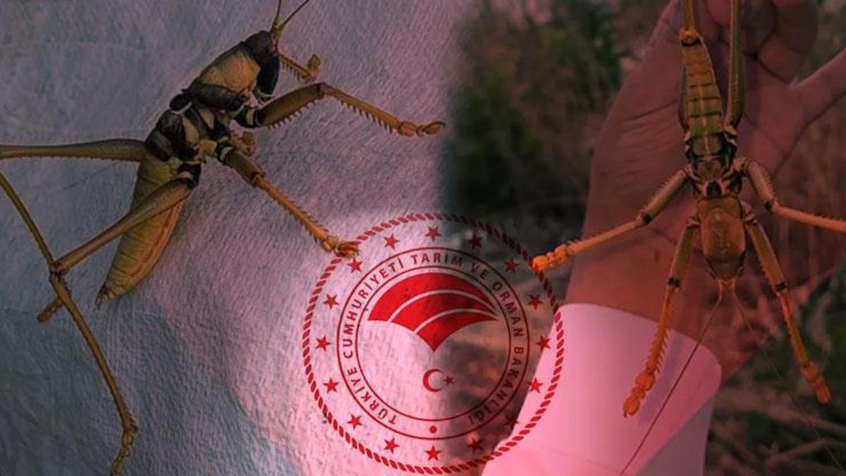 SON DAKİKA... Tarım ve Orman Bakanlığı: Çekirge istilası söz konusu değildir