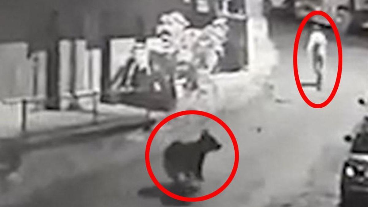 Görüntüler Türkiye'den: Şehrin ortasında ayı kovaladı