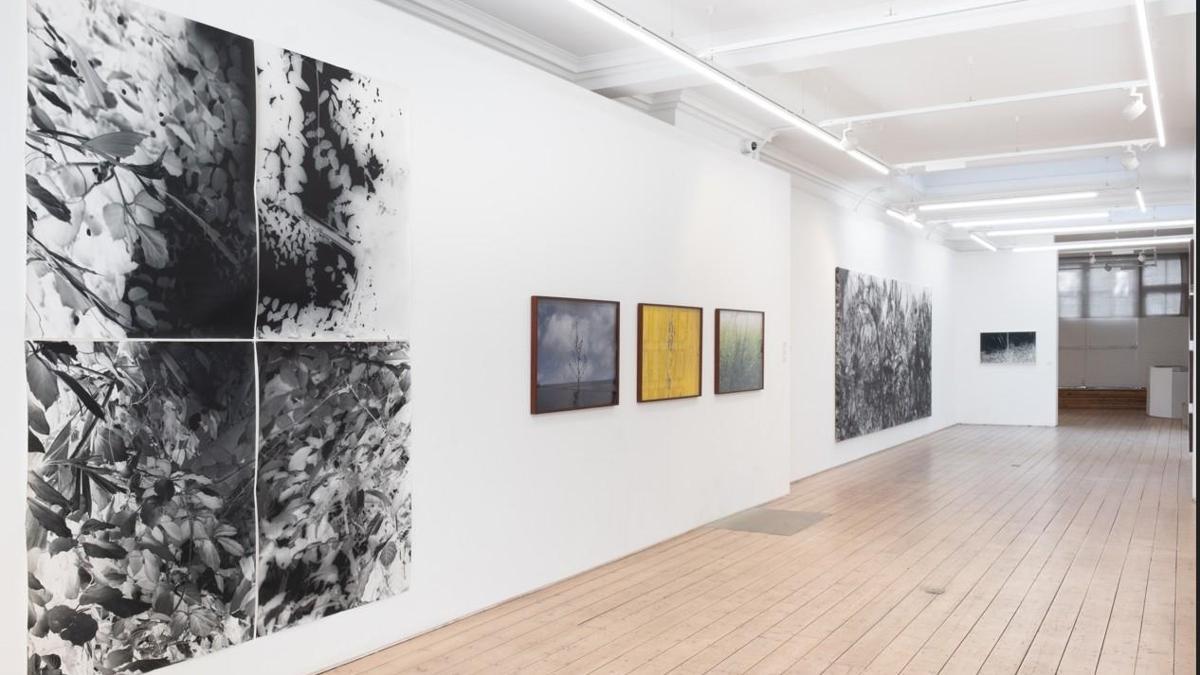 Gary Sangster’ın küratörlüğünde gerçekleşen “Botanicals” grup sergisi, VISION ART PLATFORM Londra’da! haber görseli