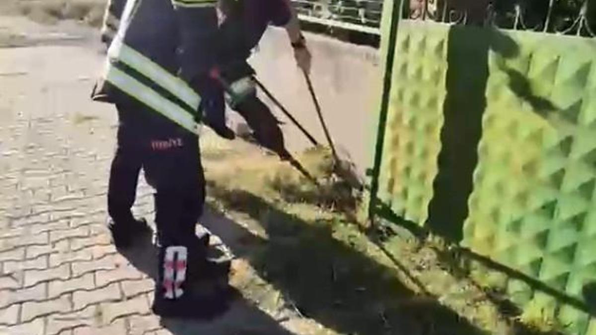 Evin avlusuna giren yılan itfaiye ekipleri tarafından yakalandı haber görseli