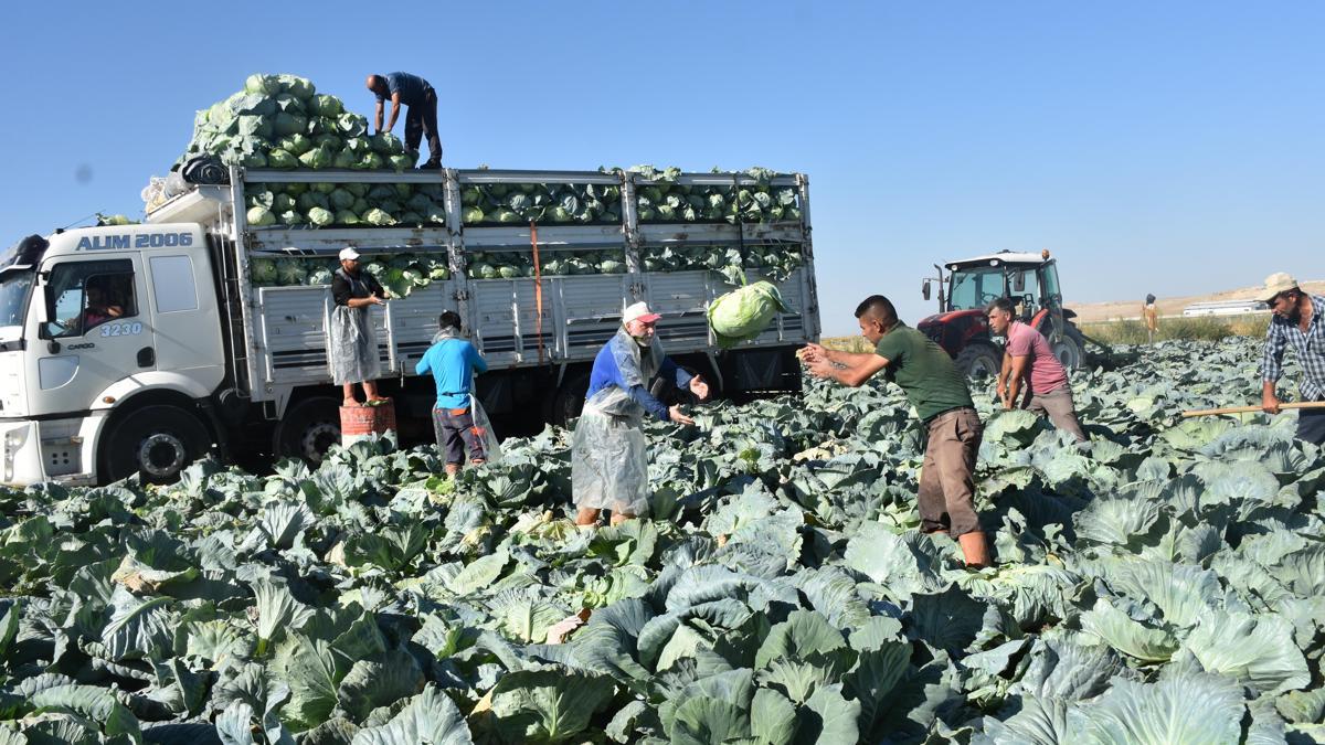 Ulukışla'da turfanda lahana hasadı başladı haber görseli