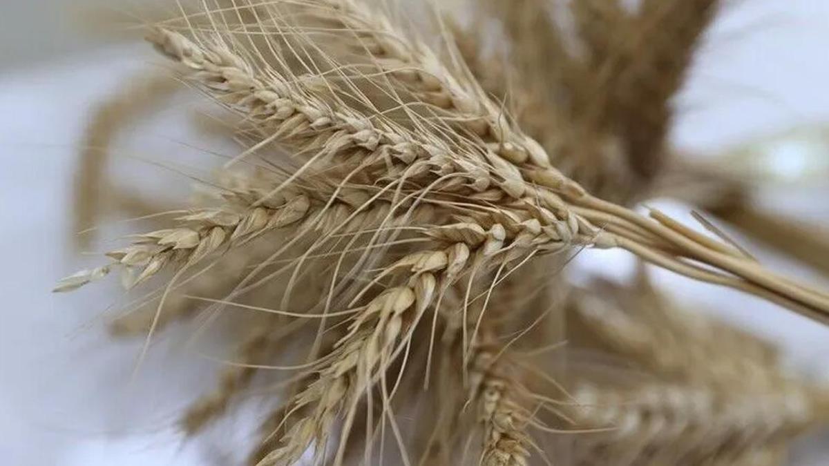 Buğday ihracatında kısıtlama sona erdi haber görseli