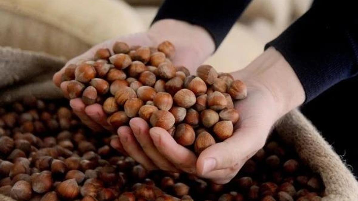 FINDIK FİYATLARI 2026: TMO fındık alım fiyatları açıklandı mı, ne zaman açıklanacak? Levant ve Giresun kalite fındık ne kadar? haber görseli