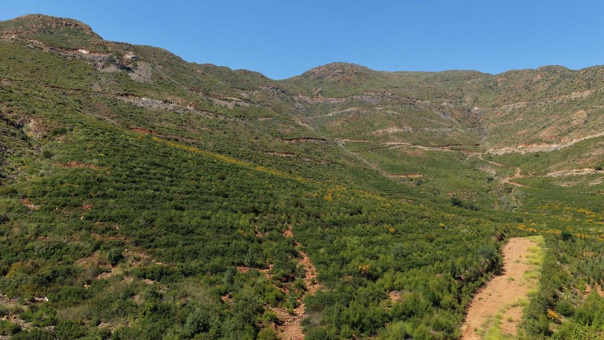 Muğla'da büyük yangınların 5'inci yılında yanan alanlar yeşil örtüye kavuştu haber görseli