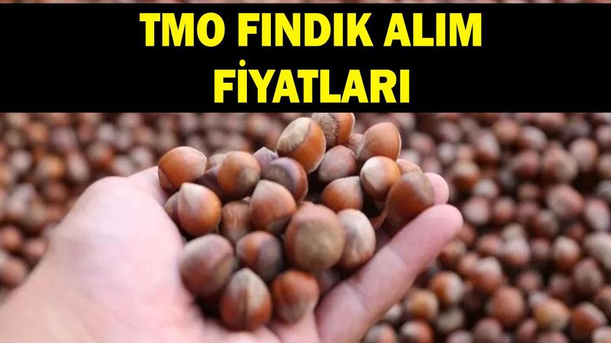 TMO FINDIK FİYATI AĞUSTOS 2026: Fındık alım fiyatları ne kadar oldu? Giresun, levant kalite fındık alım fiyatı kaç TL oldu? haber görseli