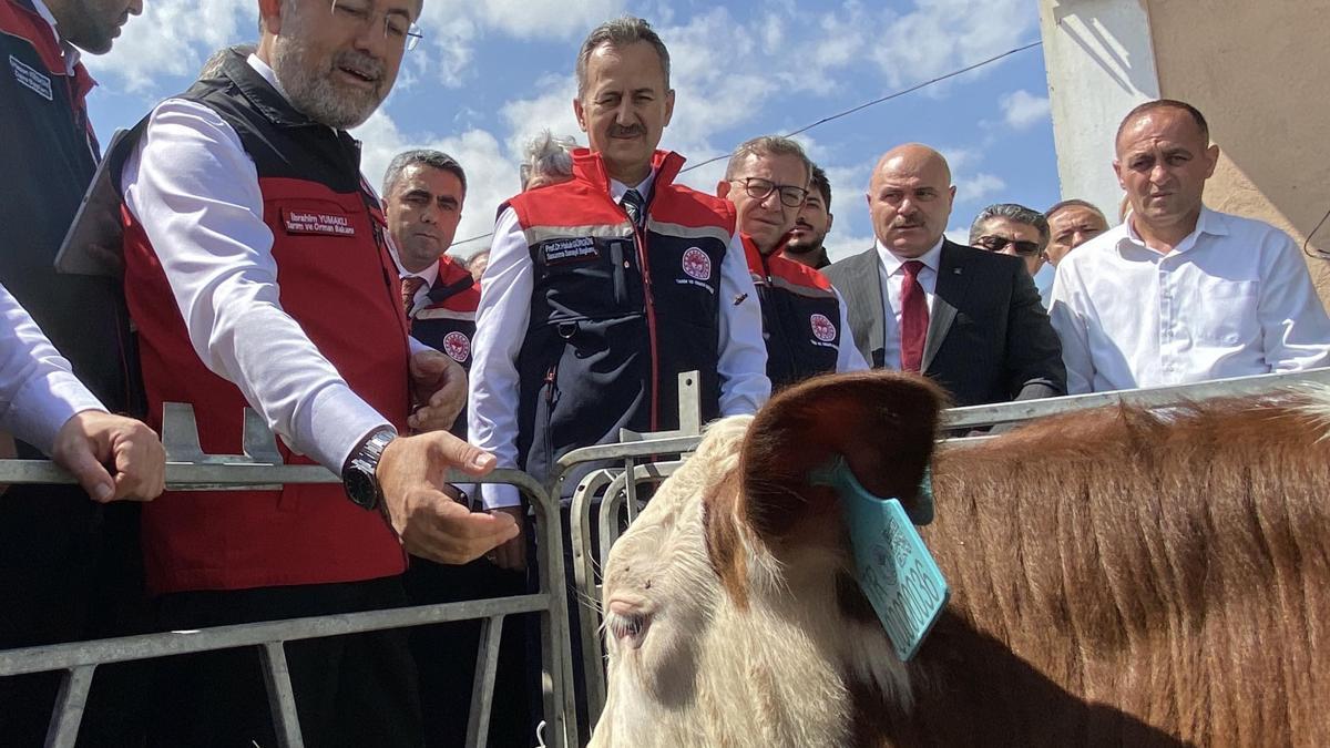 Hayvancılıkta dijital dönem başladı: Her hayvanın elektronik kimliği olacak