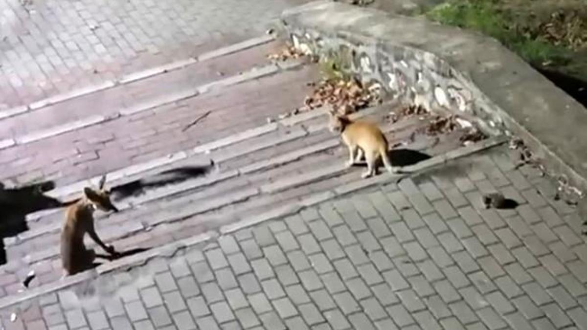 Bursa’da şaşırtan buluşma: Tilki, kedi ve kirpi aynı noktada buluştu