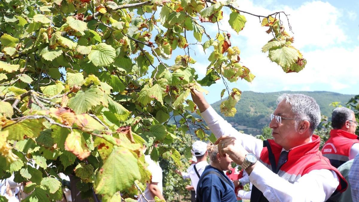 Samsun'da fındık hasadı başladı haber görseli