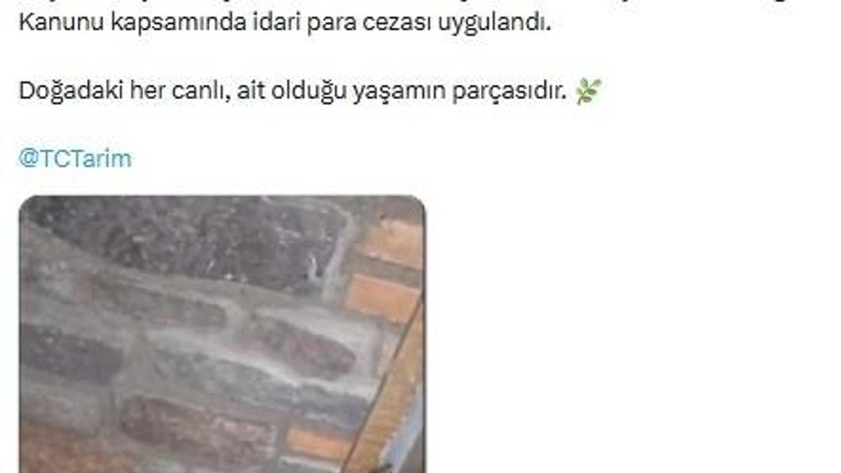 Manisa'da 61 yaban hayvanına el konuldu