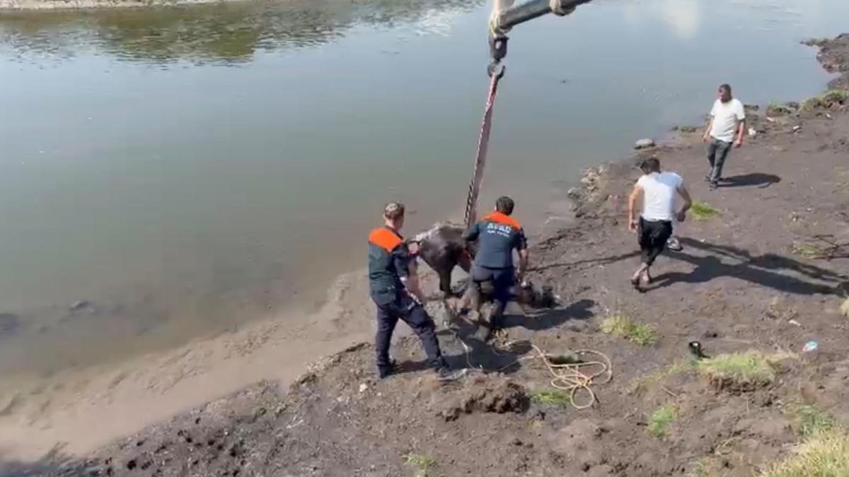 Nehirde balçığa saplanan at için ekipler seferber oldu