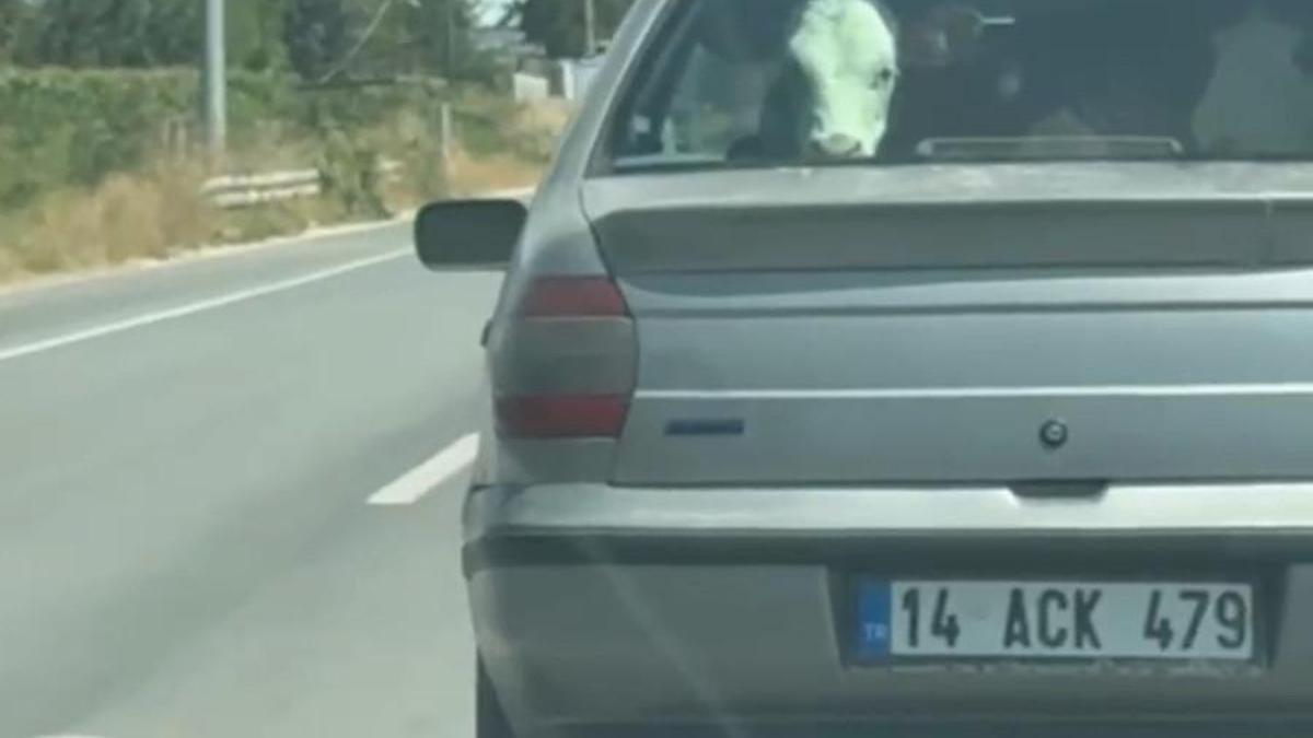 Buzağıyı otomobilin arka koltuğunda taşıdılar