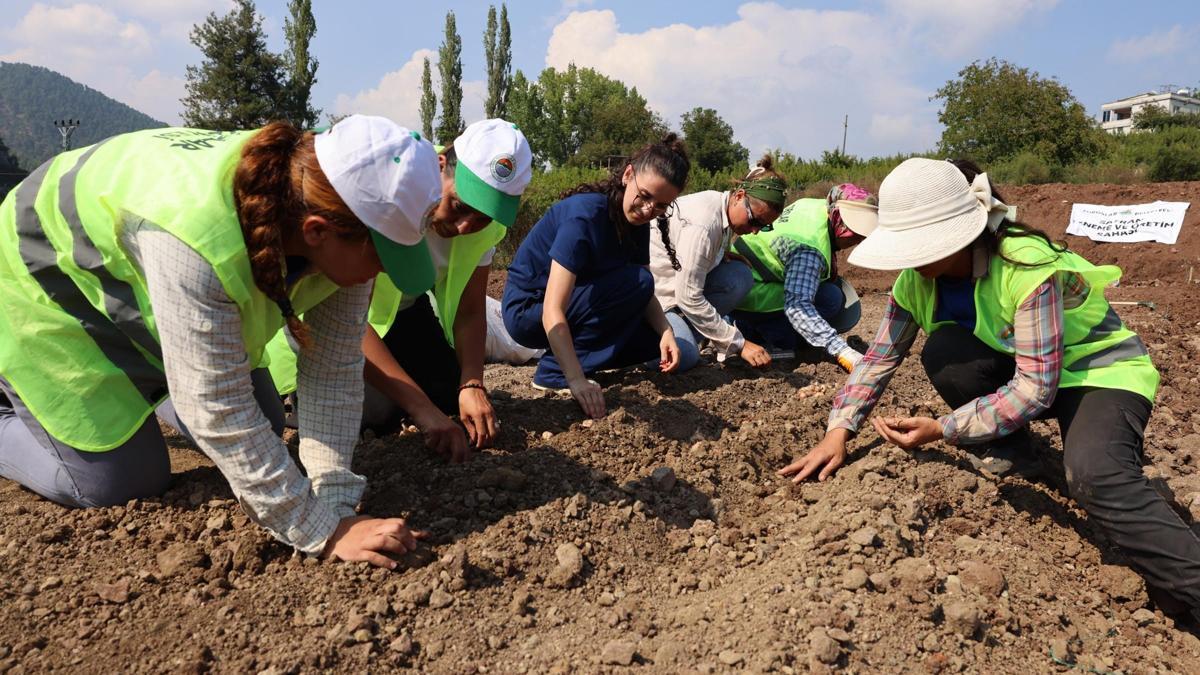 Toroslarda kırmızı altın safran toprakla buluştu
