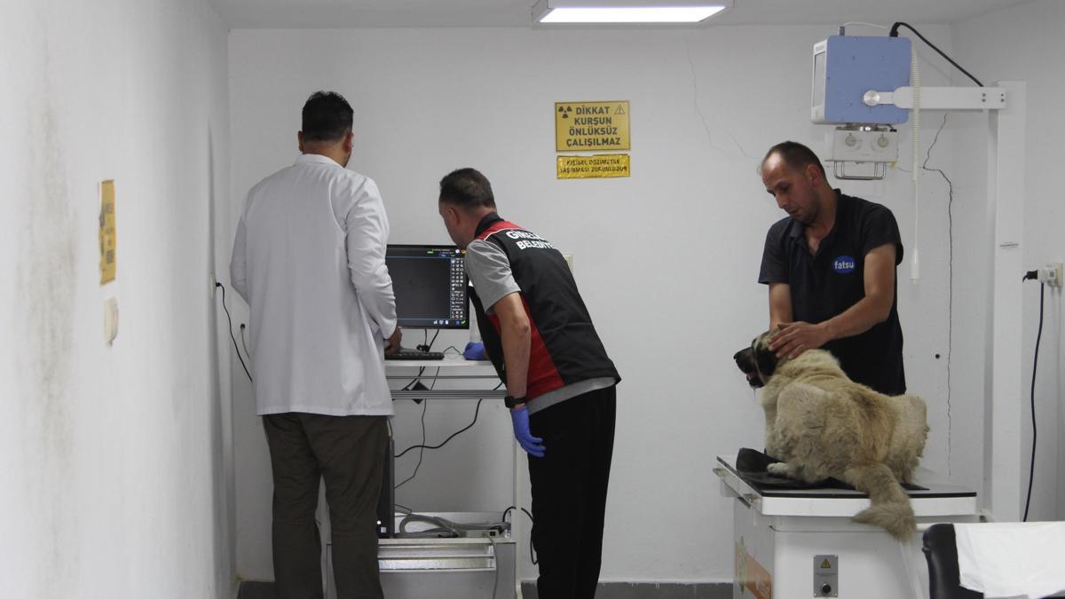 Ciple köpeğin üzerinden geçti; o anlar anlar kamerada (2)