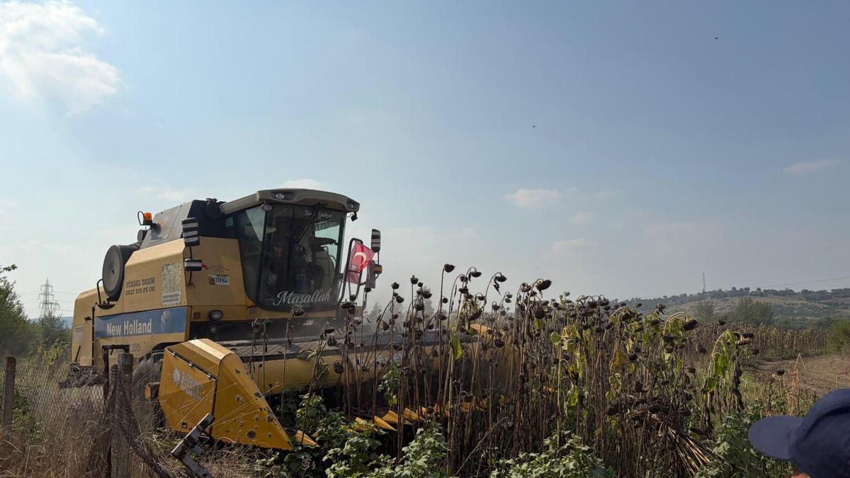 Düziçinde ayçiçek hasadı