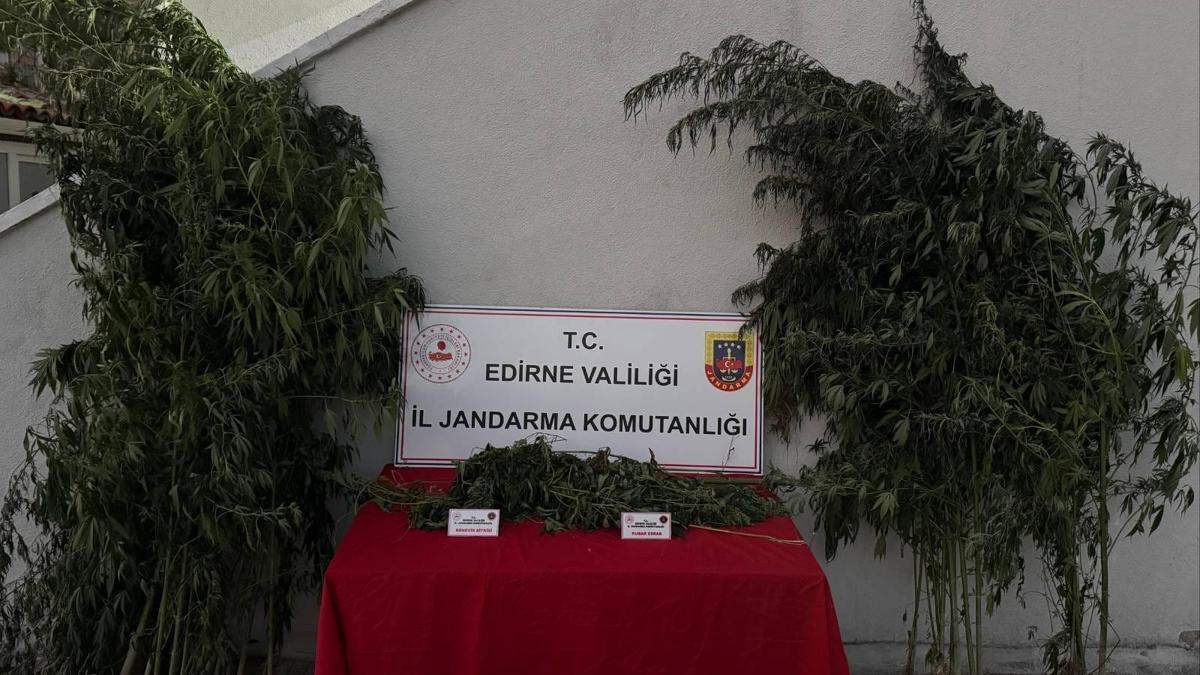 Edirne'de Hint kenevirlerini sularken yakalanan şüpheli gözaltına alındı haber görseli