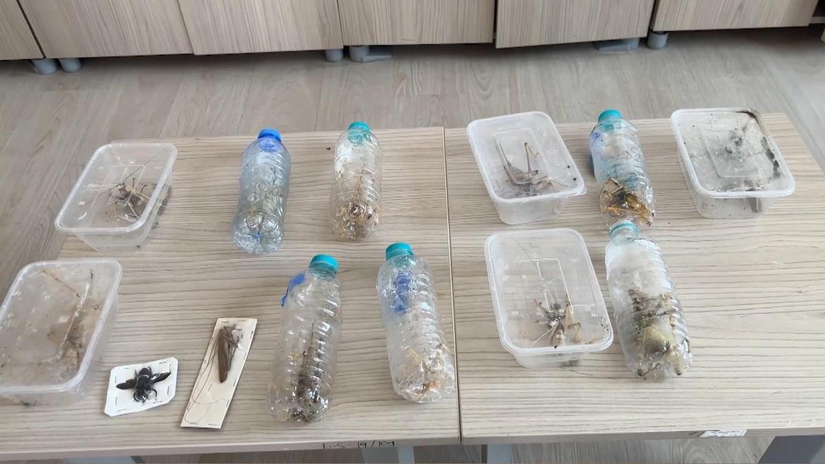 Yabancıların canlı çekirge toplarken yakalanmasına, uzmandan ‘genetik çalışma’ uyarısı haber görseli
