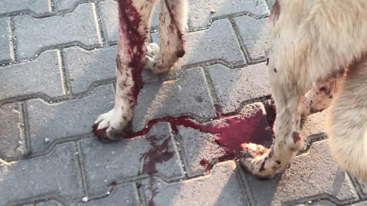 Köpeği yaralayıp, yavrusunu öldüren şüpheliye ev hapsi
