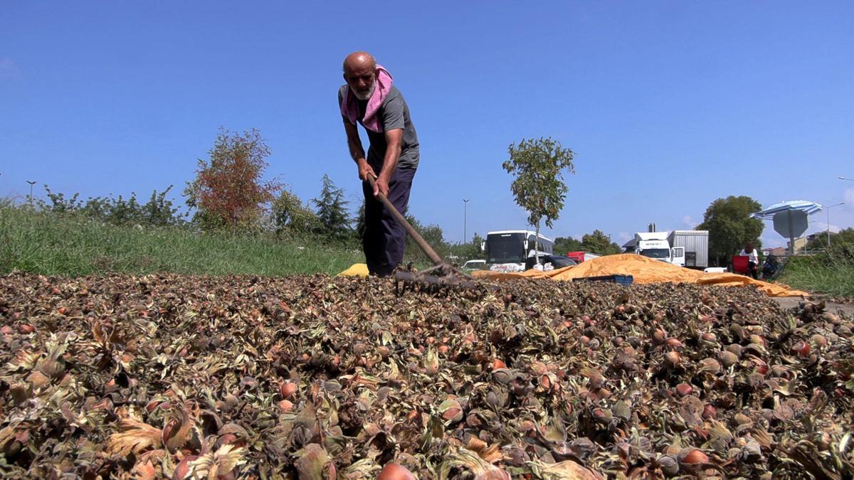 Sahil yolu kenarında fındık kurutma mesaisi